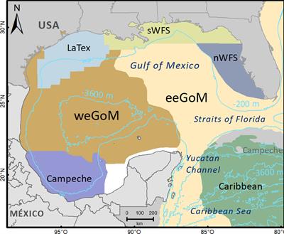 Genetic connectivity in Twospot flounder (Bothus robinsi) across the Gulf of Mexico, inferred with single nucleotide polymorphisms from larvae and adults